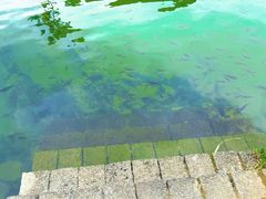 -靖西鹅泉风景区