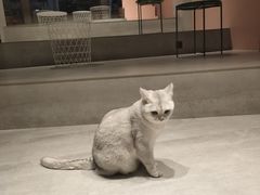 -猫儿山۰猫主题餐厅