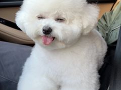 -萌宠之家·腊肠犬·马尔泰·小体犬舍
