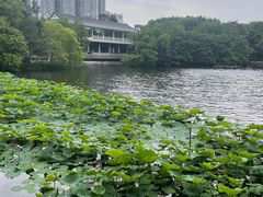 -荔湾湖公园