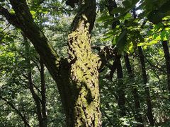 -栾川竹海野生动物园