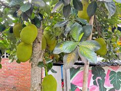 -西双版纳傣族园