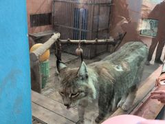 -青藏高原野生动物园