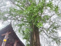 -佛荫寺