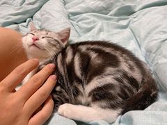 -喵zoo家庭繁育猫舍(尖东智能花园店)