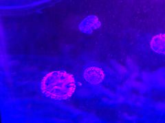 -青岛嘉年华主题乐园