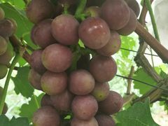 -马陆小张葡萄园农家乐