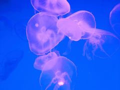 -沈阳海洋探索中心