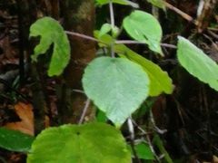-热带雨林自然公园