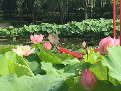 -陈家山荷花公园