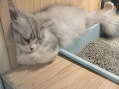 -屋虎猫馆(宝安大仟里店)