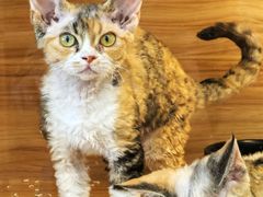 -猫十亿·布偶金渐层·曼基康矮脚猫舍(青年路店)