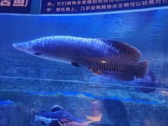 -成都浩海立方海洋公园