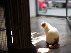 -猫米花园