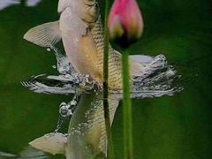 -海底捞火锅(武胜路凯德广场店)