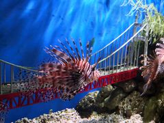 -太平洋海底世界