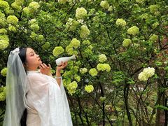 -铁山坪森林公园