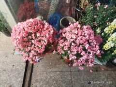 -双季花艺园艺市场(浦东店)