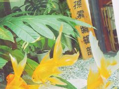 -溪岸路花鸟市场
