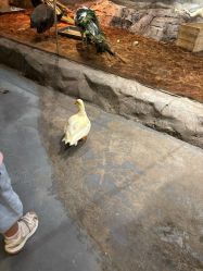 点击看大图 -Zoolung Zoolung动物主题公园(海信广场店)