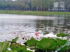 -长春市南湖公园