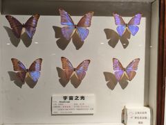 -上海大自然野生昆虫馆(东方明珠·爬宠昆虫探索中心)