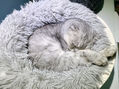 -喵的天空名猫咖啡馆·撸猫·猫舍·用品