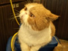 -more than meow吴止猫主题餐厅(承德 中船汇店)