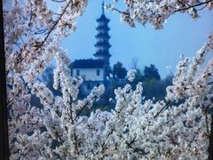 -苏州上方山国家森林公园