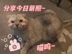 -Mr.Fox狐狸先生超级密室(南山店)