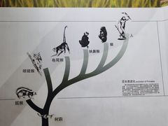 -中国西峡恐龙遗迹园