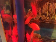 -阿英煲(凉城路店)