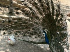 -哈尔滨北方森林动物园