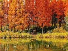 -白鹭湾湿地公园