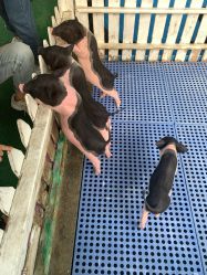 -萌宠亲子动物乐园(槐房万达店)