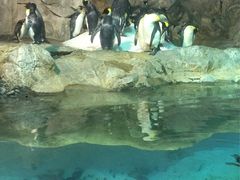 -新加坡飞禽公园