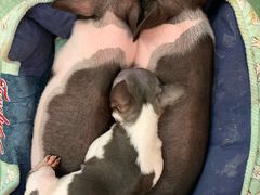 -藦茜花园宠物主题亲子互动体验馆(国顺东路店)