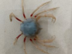 -北海金海湾红树林生态旅游区