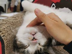 -COLOR PETS 撸猫馆·购猫·猫咖(长风大悦城店)