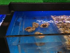 水产区-盒马鲜生(皇庭广场店)