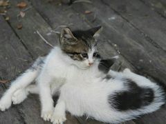-海边的猫和咖啡馆