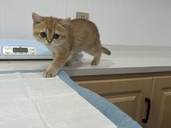 -天使宠物医院·犬猫分诊(彩虹店)