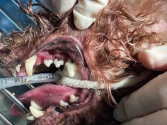 -汪喵宠物医院·骨科心脏影像·犬猫急重症ICU诊疗中心(成华分院)