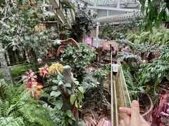 -正佳雨林生态植物园