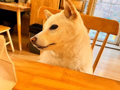 -柴の食堂·日式家庭料理·熊之肆(大学路店)