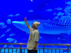 -烟台海昌鲸鲨海洋公园