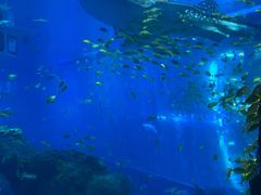 -成都浩海立方海洋公园