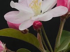 -海棠花溪(元大都城垣遗址公园)