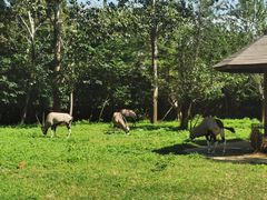 -大连森林动物园