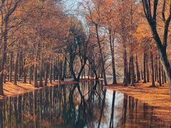 -上海共青森林公园